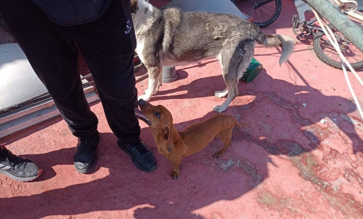 Rescatan a dos perros en Ecatepec tras denuncia por maltrato animal
