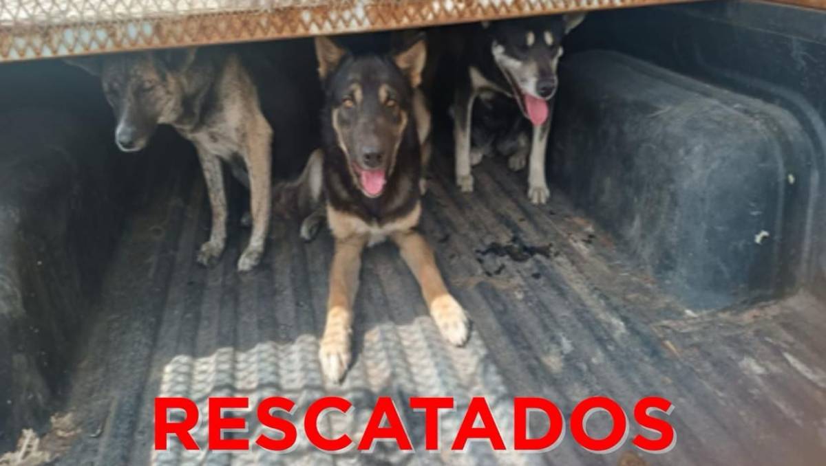 Rescatan a nueve perros en Toluca y Otzolotepec por presunto maltrato animal