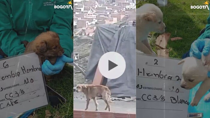 Rescatan madre canina y seis cachorros en operativo contra maltrato animal en Ciudad Bolívar, Bogotá