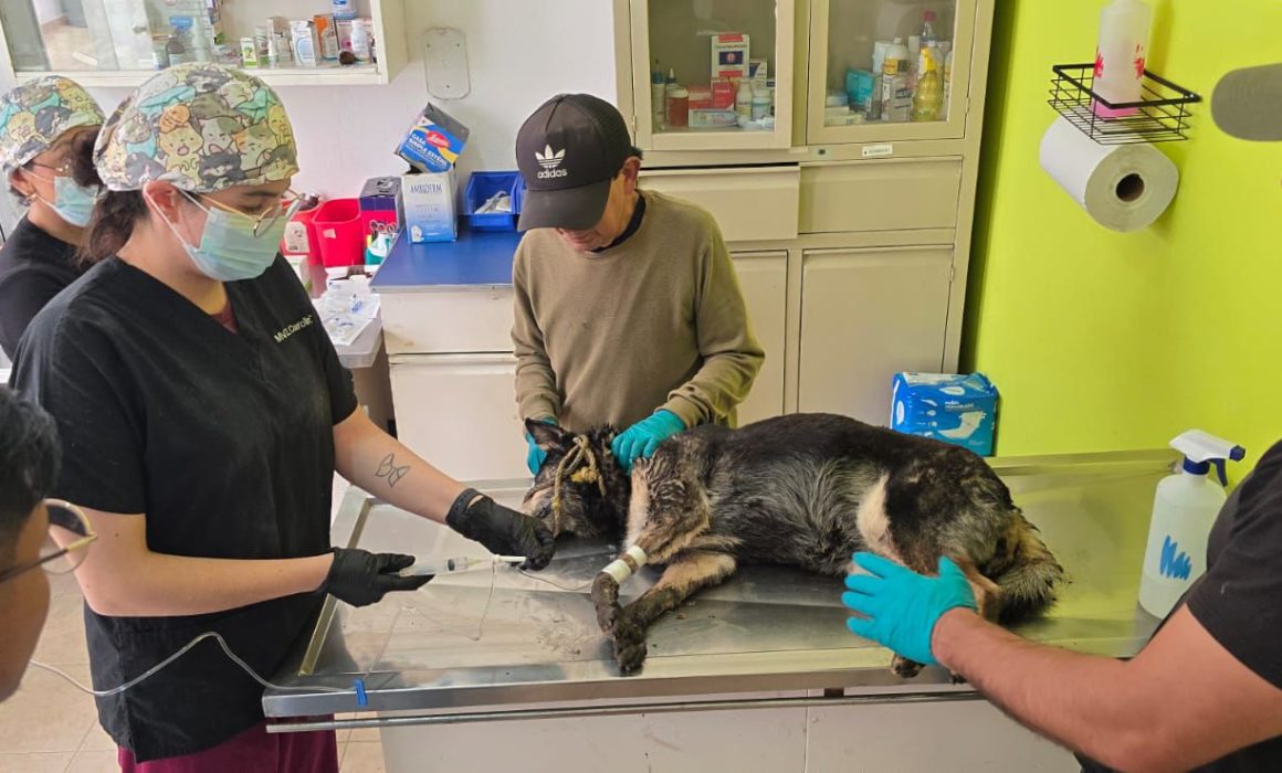 ¡Rescate en Toluca! Perra envenenada pelea por su vida y la investigación ya está en marcha