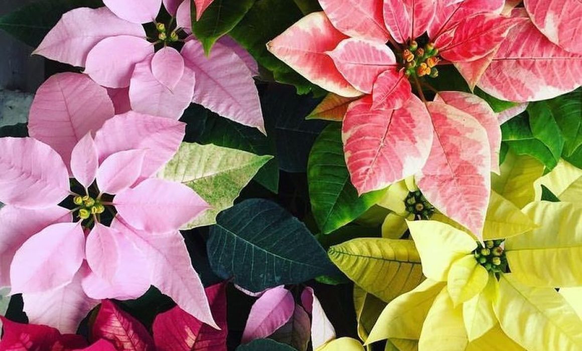 ¿Sabías que el Estado de México lidera la producción navideña en México? Descubre cómo impulsa su economía cada Navidad