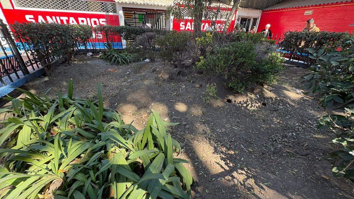 ¿Sabías que el descuido ciudadano alimenta la proliferación de ratas en los parques de Toluca?