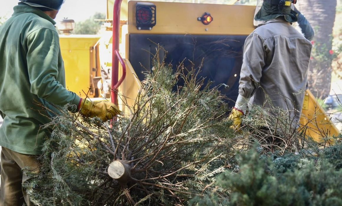 ¿Sabías que puedes transformar tu árbol de Navidad en algo nuevo? Descubre cómo en San Mateo Atenco