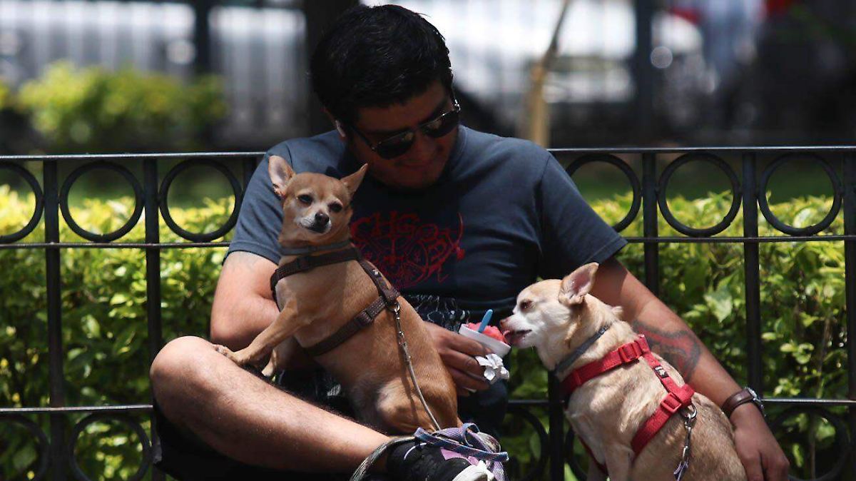 ¿Sabías que tu perro entiende palabras solo con escuchar? La sorprendente ciencia detrás de los perros genios