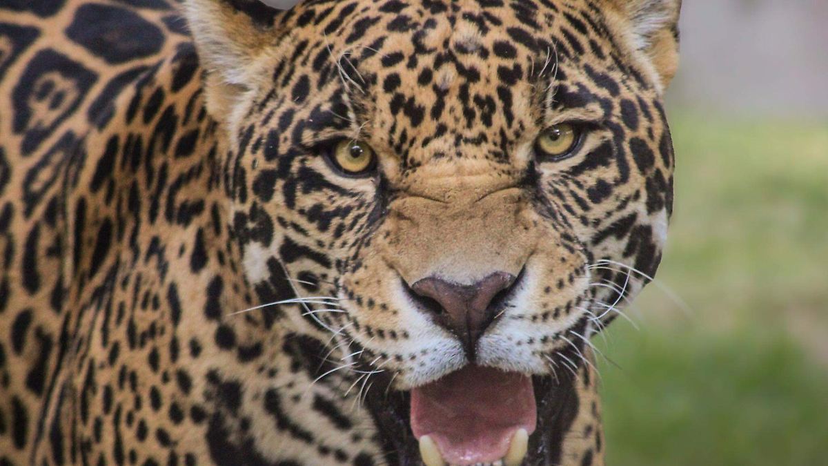 ¿Sabes cómo el frío en Zacango despierta los instintos más profundos de sus animales?