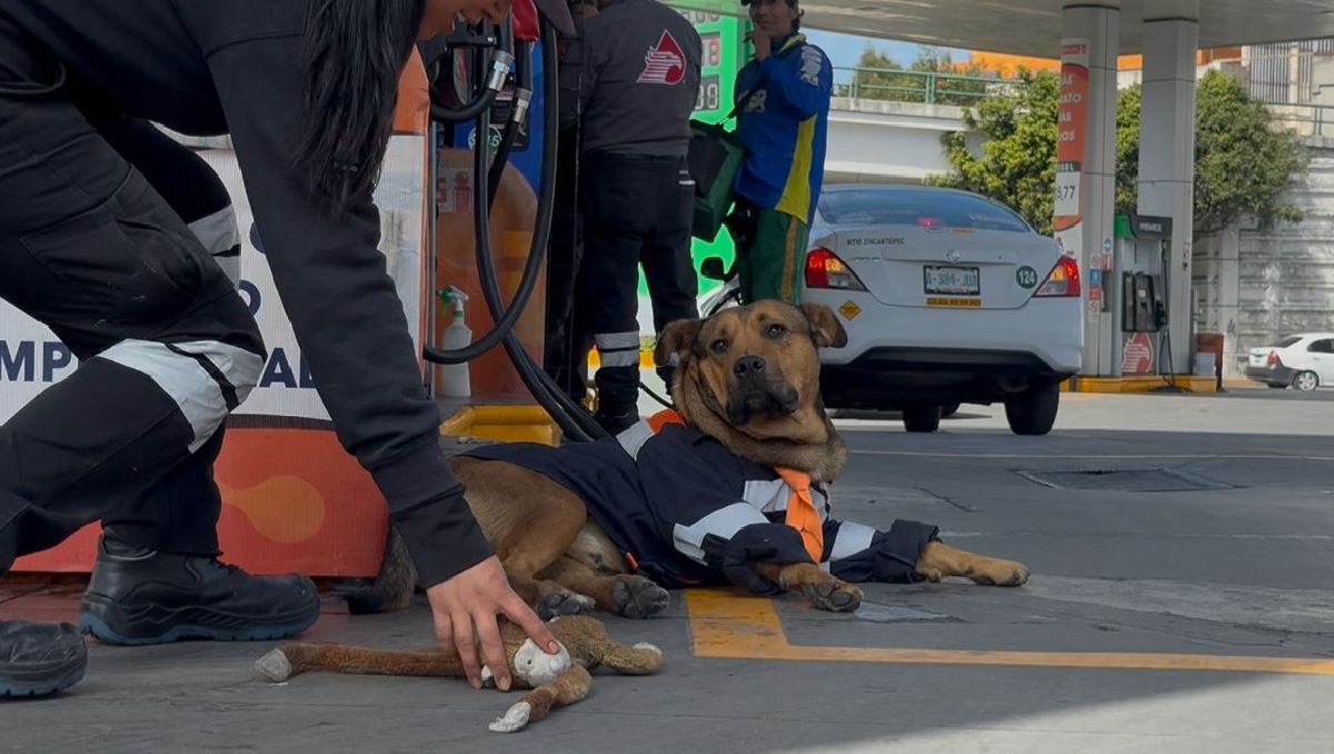 Solovino, el perro que apoya y protege en una gasolinería de Toluca