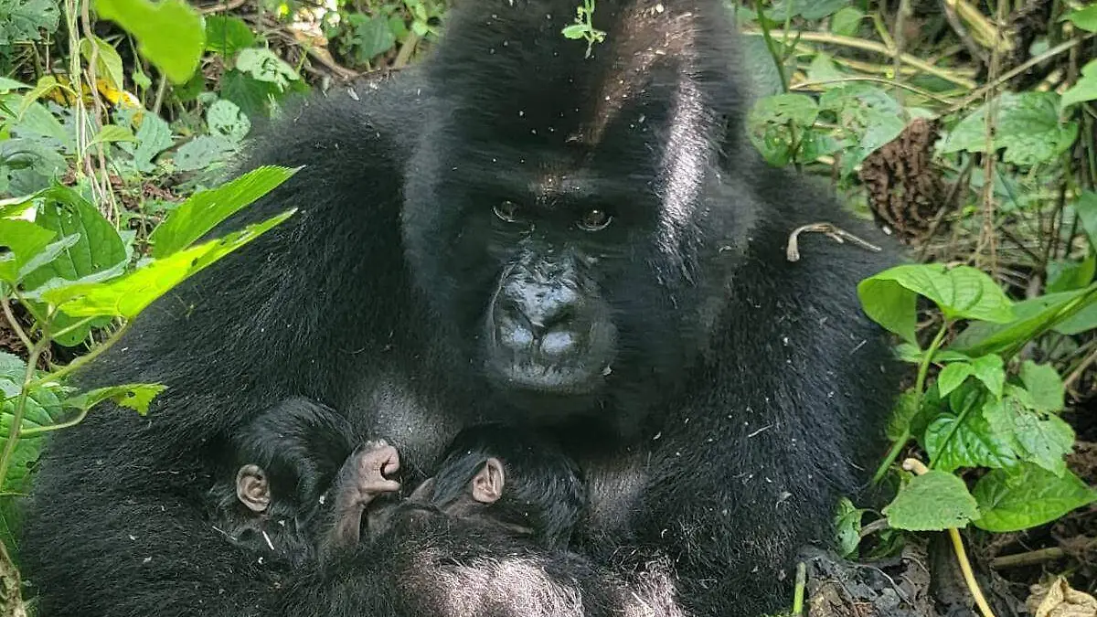 ¡Sorprendente! En el Congo nacen los primeros gorilas gemelos de montaña en décadas