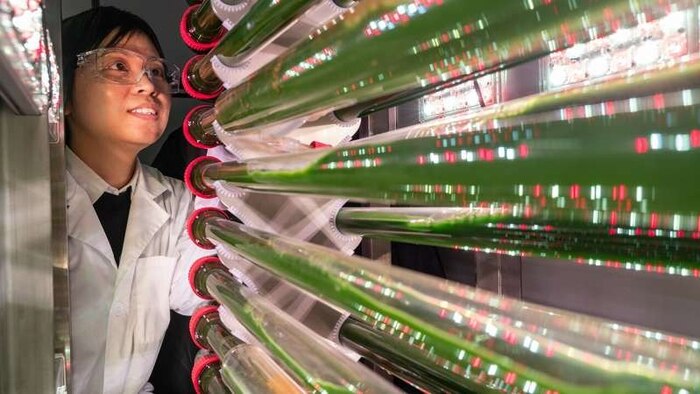 Universidad de Missouri desarrolla método innovador para eliminar microplásticos del agua mediante algas modificadas genéticamente