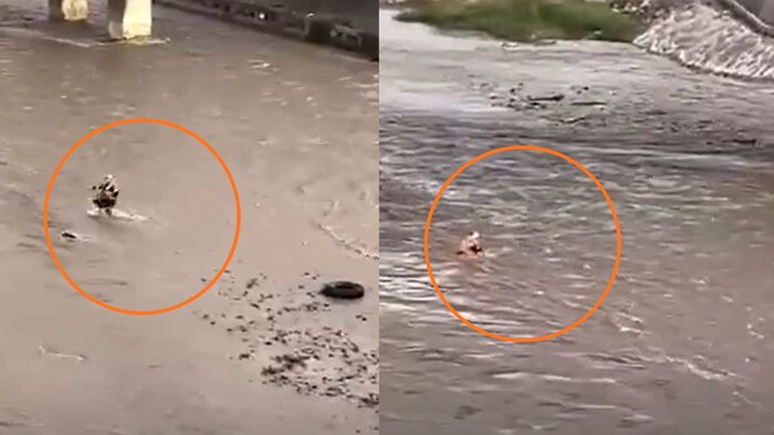 Video muestra policía arrastrado por el río Rímac durante intento de rescate a un perro en Lima